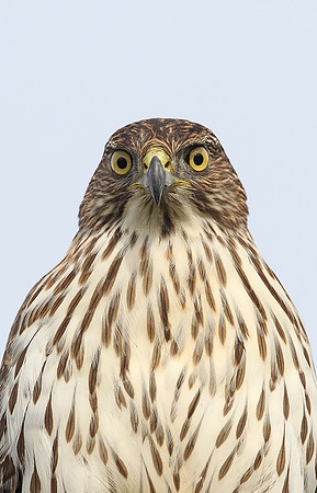 Cooper's Hawk