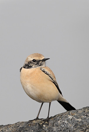 Desert Wheatear