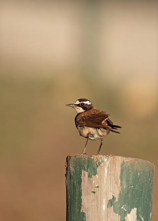 Capped Wheatear