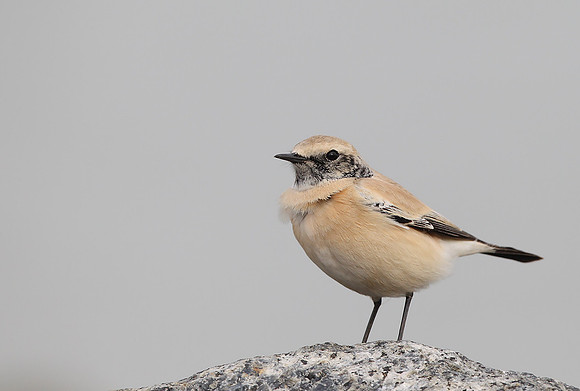 Desert Wheatear