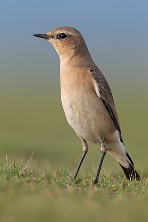 Northern Wheatear