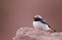 Mourning Wheatear