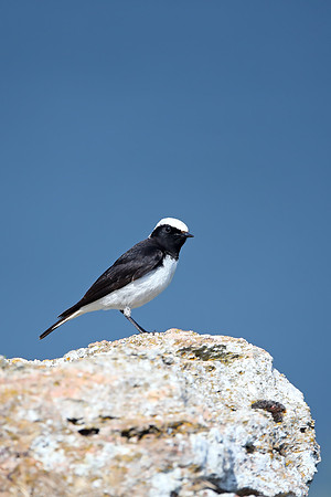 Pied Wheatear