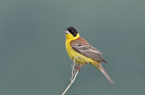 Black-headed Bunting