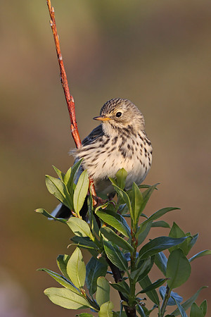 Meadow Pipit