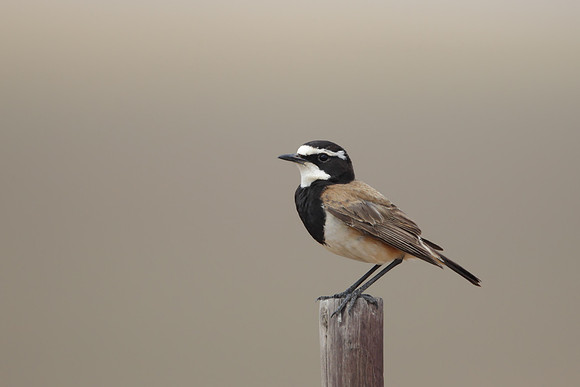 Capped Wheatear