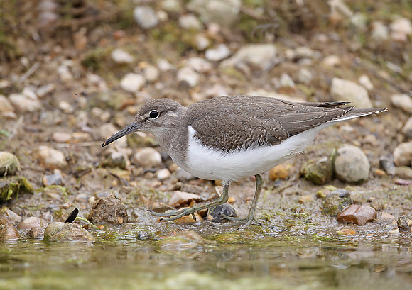 Common Sandpiper
