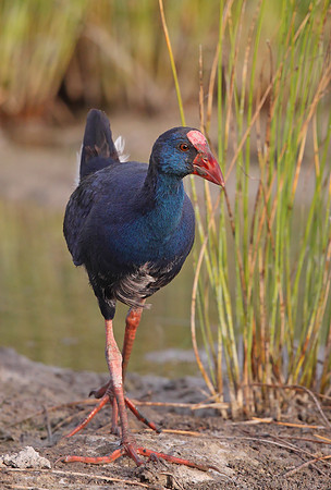 Purple Swamphen