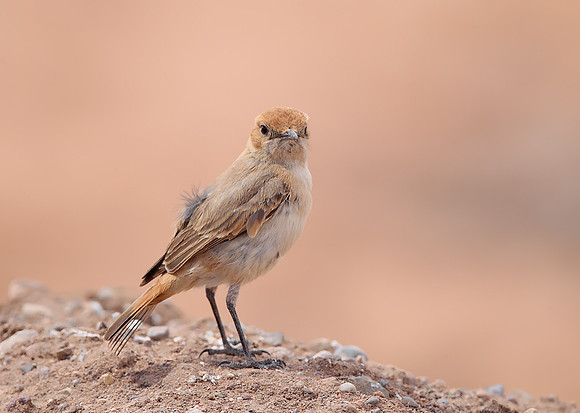 Red-rumped Wheatear