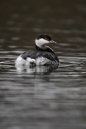 Slavonian Grebe