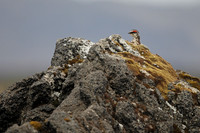Ptarmigan
