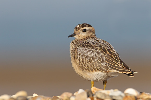Dotterel