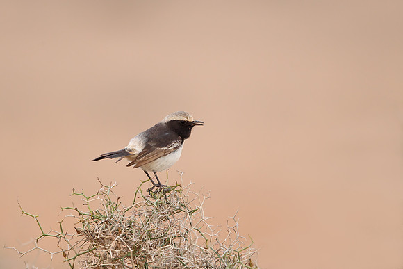 Red-rumped Wheatear