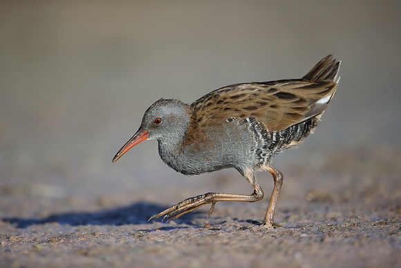 Water Rail