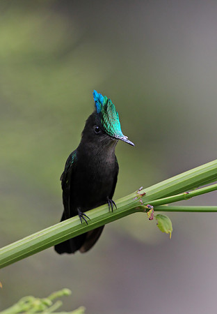 Antillean Crested Hummingbird