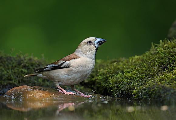 Hawfinch