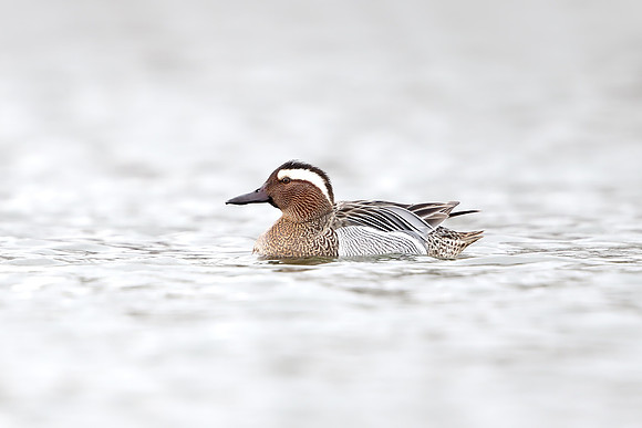 Garganey
