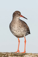 Waders