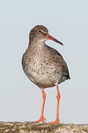 Redshank