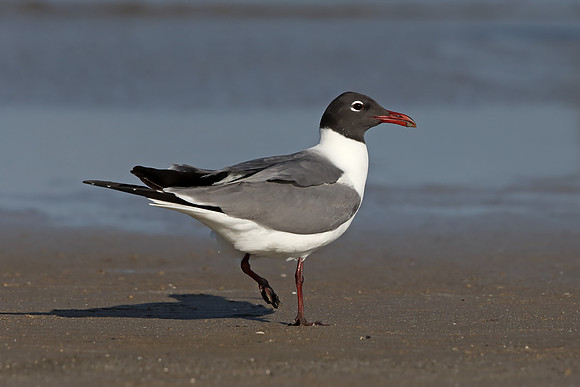 Laughing Gull