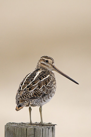 Snipe