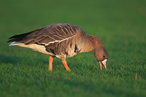 White-fronted Goose