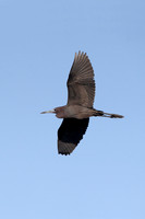 Little Blue Heron