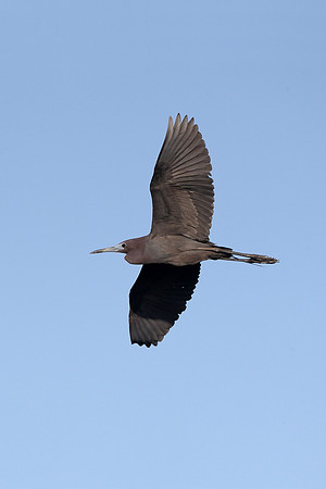 Little Blue Heron