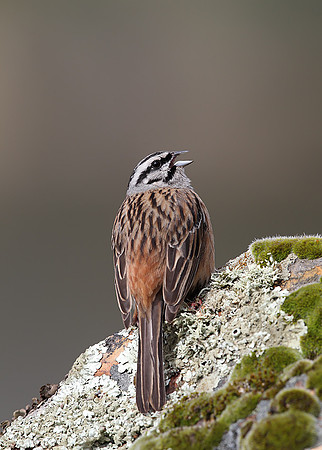 Rock Bunting