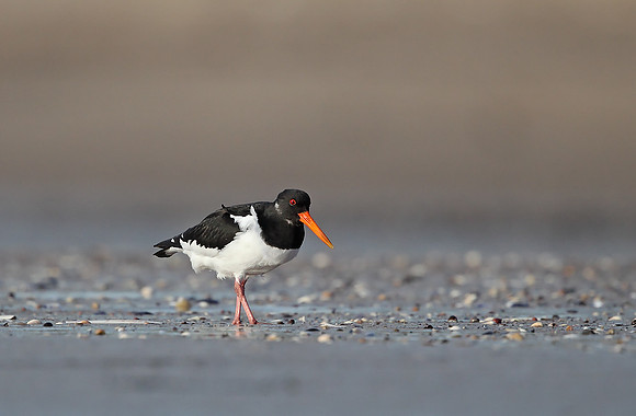 Oystercatcher