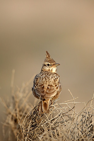 Crested Lark
