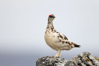 Ptarmigan