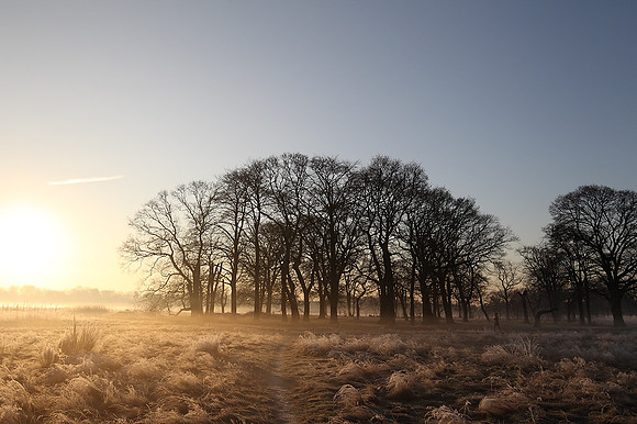 Wanstead Flats