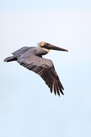 Brown Pelican