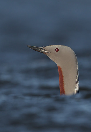 Red-throated Diver
