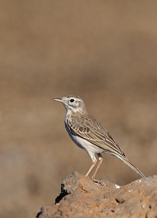 Berthelot's Pipit