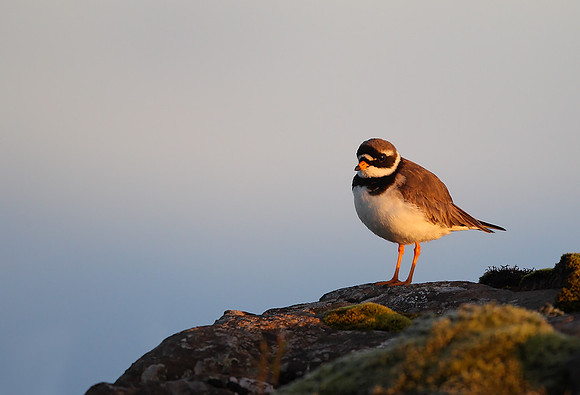Ringed Plover
