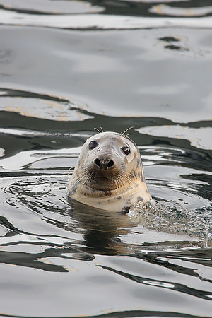 Grey Seal