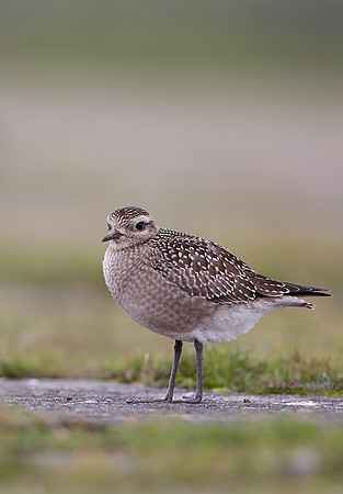 American Golden Plover