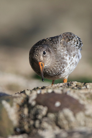 Purple Sandpiper