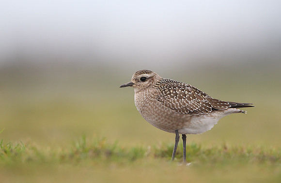 American Golden Plover