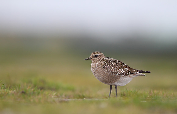American Golden Plover