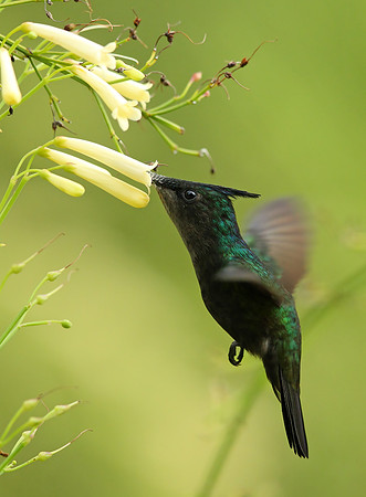 Antillean Crested Hummingbird