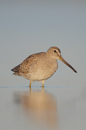 Short-billed Dowitcher