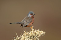 Dartford Warbler