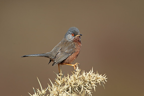 Dartford Warbler