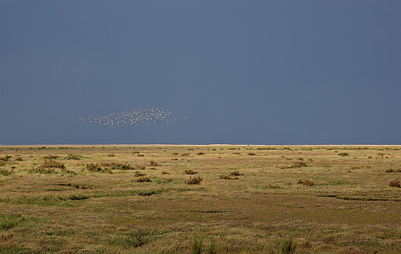 Warham Greens with Golden Plover