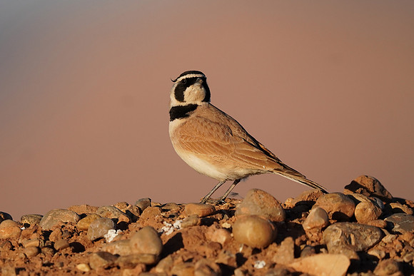 Temminck's Lark