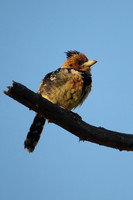 African Barbets
