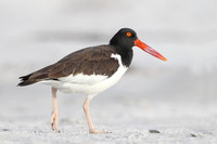 American Oystercatcher